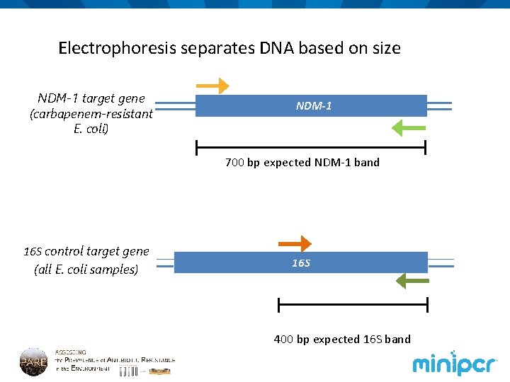 Electrophoresis separates DNA based on size NDM-1 target gene (carbapenem-resistant E. coli) NDM-1 700