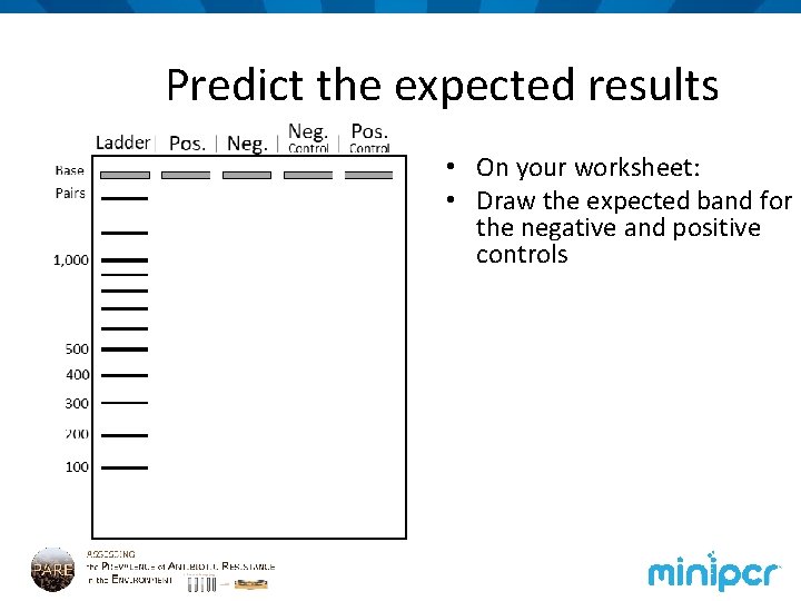 Predict the expected results • On your worksheet: • Draw the expected band for