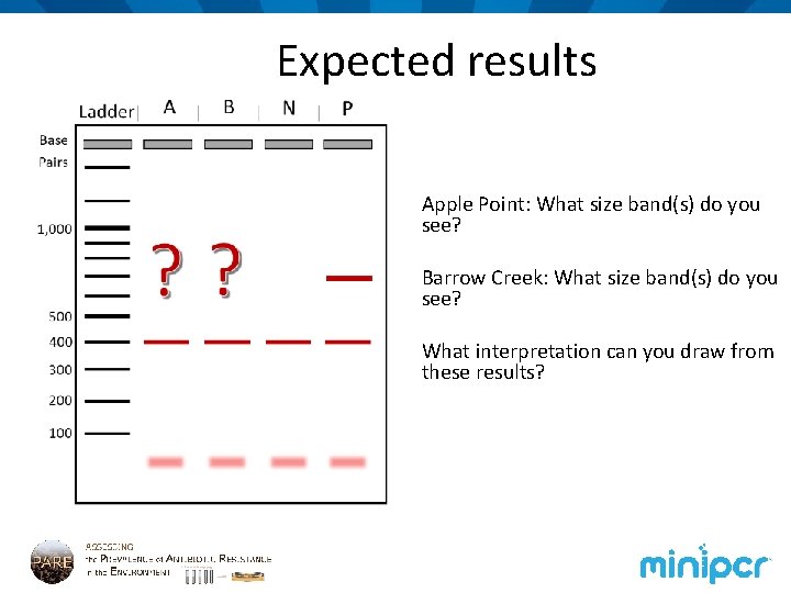 Expected results Apple Point: What size band(s) do you see? Barrow Creek: What size