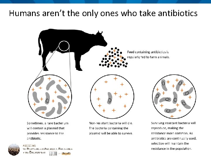 Humans aren’t the only ones who take antibiotics 