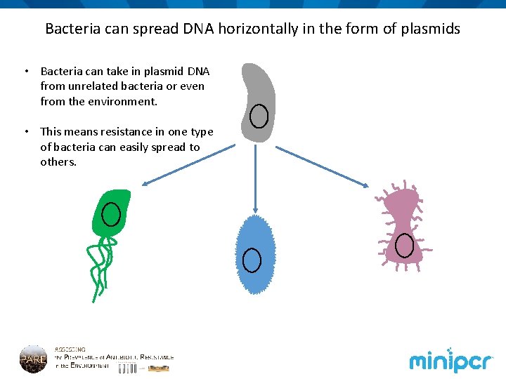 Bacteria can spread DNA horizontally in the form of plasmids • Bacteria can take