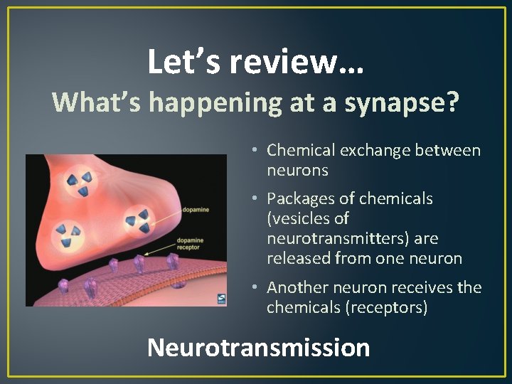 Let’s review… What’s happening at a synapse? • Chemical exchange between neurons • Packages