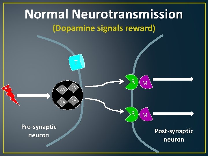 Normal Neurotransmission (Dopamine signals reward) T AP Pre-synaptic neuron DA DA R M Post-synaptic