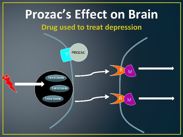 Prozac’s Effect on Brain Drug used to treat depression T AP PROZAC R M