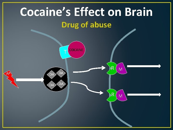 Cocaine’s Effect on Brain Drug of abuse T AP DA DA COCAINE R M