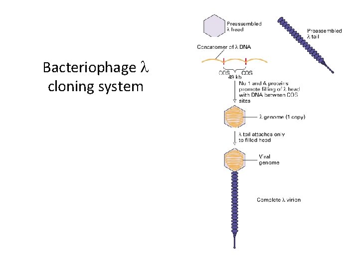 Bacteriophage l cloning system 