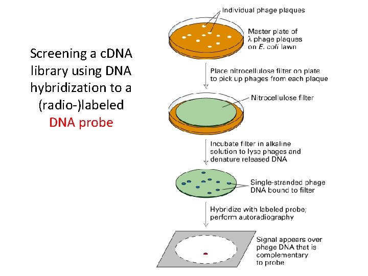 Screening a c. DNA library using DNA hybridization to a (radio-)labeled DNA probe 