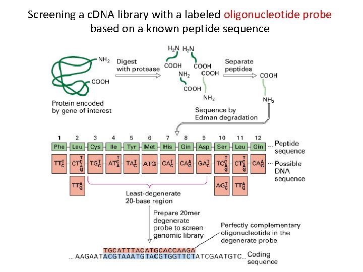 Screening a c. DNA library with a labeled oligonucleotide probe based on a known