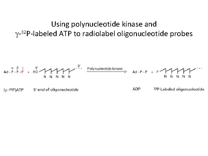 Using polynucleotide kinase and g-32 P-labeled ATP to radiolabel oligonucleotide probes 