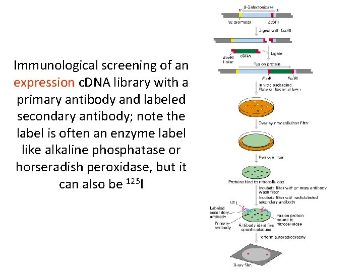 Immunological screening of an expression c. DNA library with a primary antibody and labeled