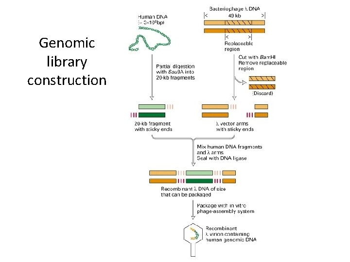 Genomic library construction 