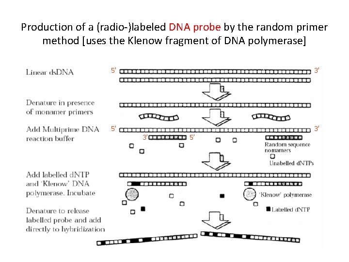 Production of a (radio-)labeled DNA probe by the random primer method [uses the Klenow