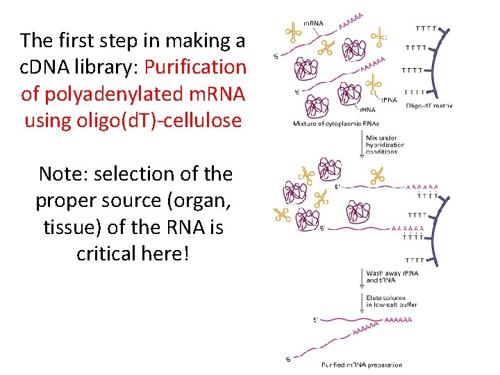 The first step in making a c. DNA library: Purification of polyadenylated m. RNA