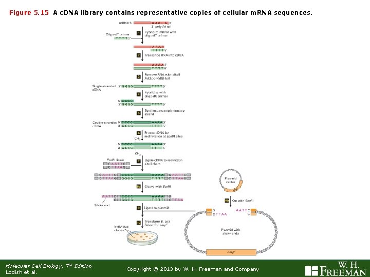 Figure 5. 15 A c. DNA library contains representative copies of cellular m. RNA