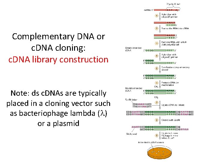 Complementary DNA or c. DNA cloning: c. DNA library construction Note: ds c. DNAs