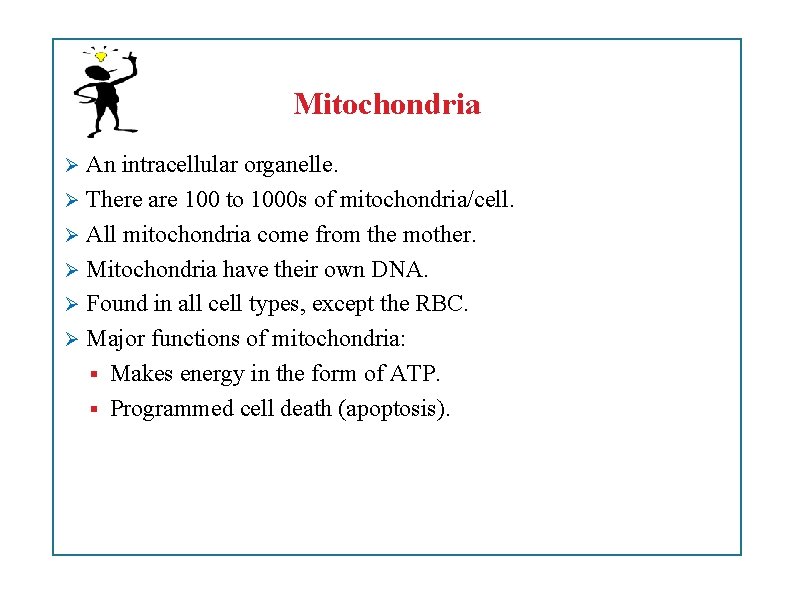 Mitochondria An intracellular organelle. There are 100 to 1000 s of mitochondria/cell. All mitochondria