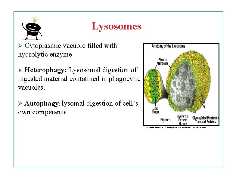 Lysosomes Cytoplasmic vacuole filled with hydrolytic enzyme Heterophagy: Lysosomal digestion of ingested material contatined
