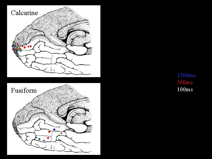 Calcarine 1500 ms 100 ms Fusiform * 