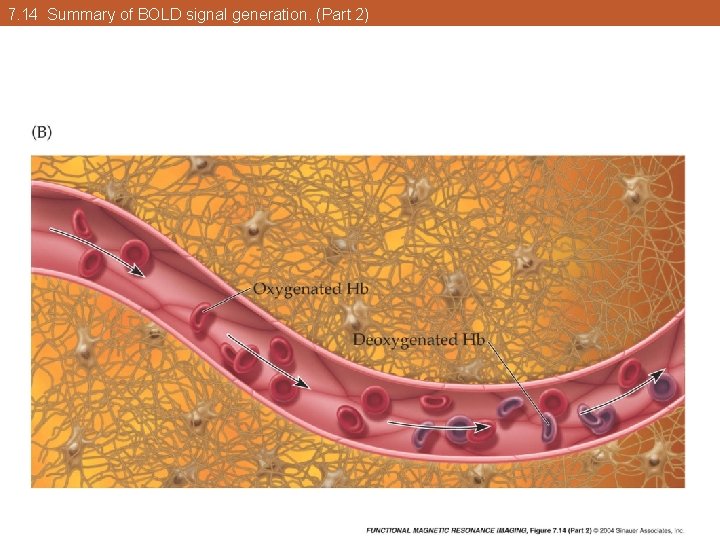 7. 14 Summary of BOLD signal generation. (Part 2) 