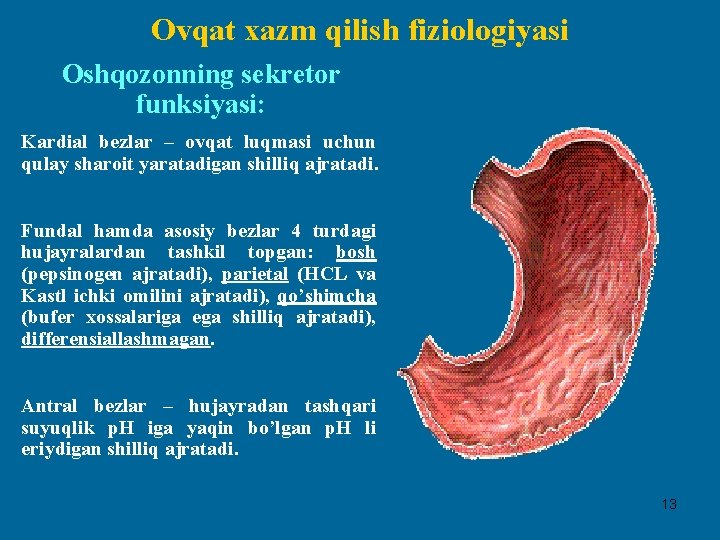 Ovqat xazm qilish fiziologiyasi Oshqozonning sekretor funksiyasi: Kardial bezlar – ovqat luqmasi uchun qulay