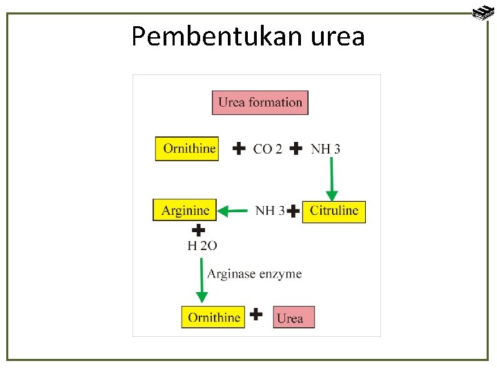 Pembentukan urea 