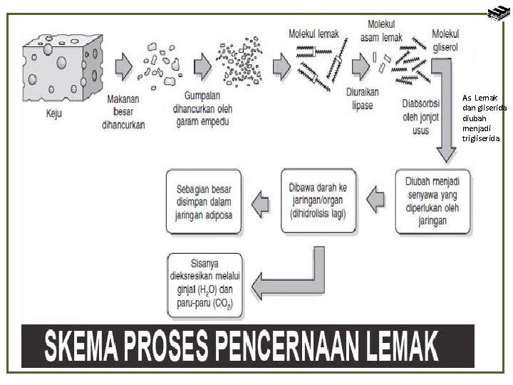 As. Lemak dan gliserida diubah menjadi trigliserida 