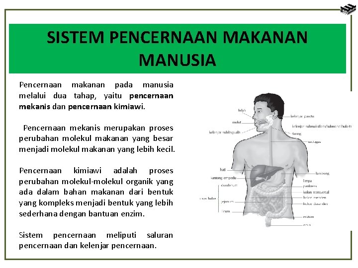 SISTEM PENCERNAAN MAKANAN MANUSIA Pencernaan makanan pada manusia melalui dua tahap, yaitu pencernaan mekanis
