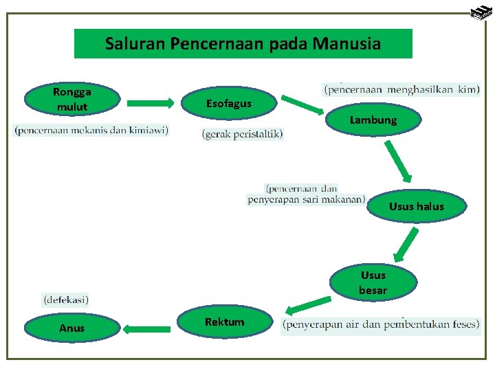 Saluran Pencernaan pada Manusia Rongga mulut Esofagus Lambung Usus halus Usus besar Anus Rektum