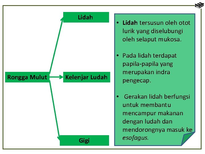 Lidah Rongga Mulut Kelenjar Ludah Gigi • Lidah tersusun oleh otot lurik yang diselubungi