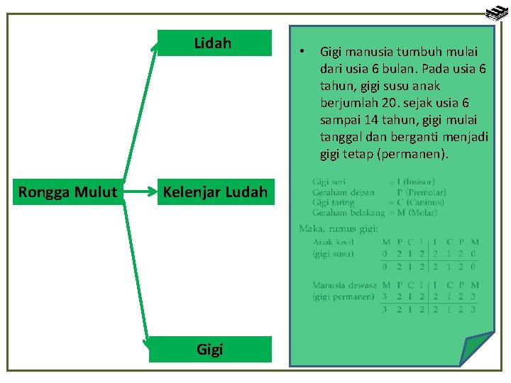 Lidah Rongga Mulut Kelenjar Ludah Gigi • Gigi manusia tumbuh mulai dari usia 6