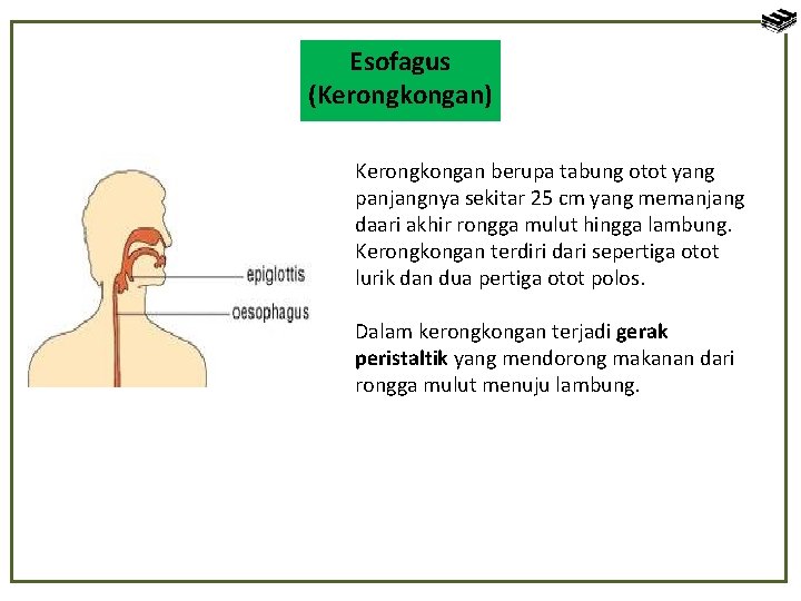 Esofagus (Kerongkongan) Kerongkongan berupa tabung otot yang panjangnya sekitar 25 cm yang memanjang daari