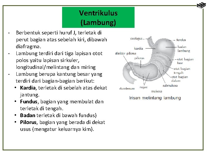 Ventrikulus (Lambung) - Berbentuk seperti huruf J, terletak di perut bagian atas sebelah kiri,