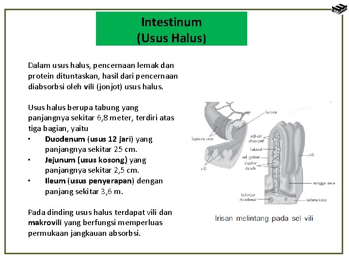 Intestinum (Usus Halus) Dalam usus halus, pencernaan lemak dan protein dituntaskan, hasil dari pencernaan