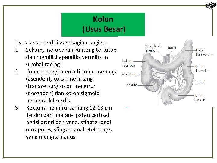 Kolon (Usus Besar) Usus besar terdiri atas bagian-bagian : 1. Sekum, merupakan kantong tertutup