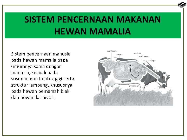 SISTEM PENCERNAAN MAKANAN HEWAN MAMALIA Sistem pencernaan manusia pada hewan mamalia pada umumnya sama