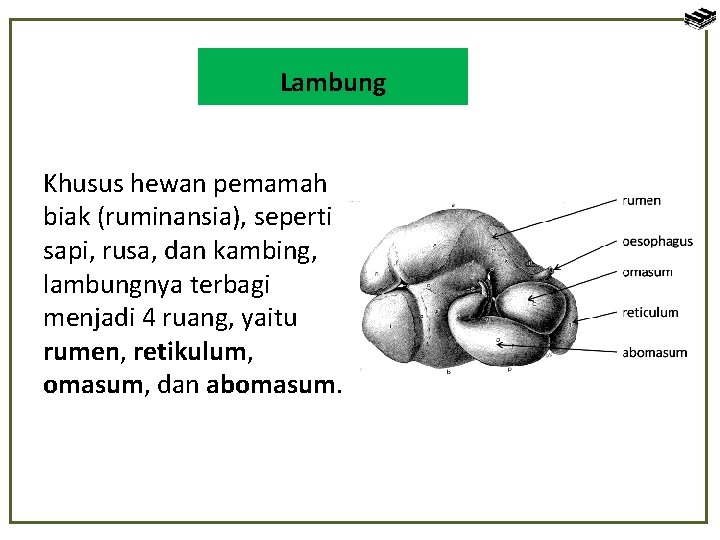 Lambung Khusus hewan pemamah biak (ruminansia), seperti sapi, rusa, dan kambing, lambungnya terbagi menjadi