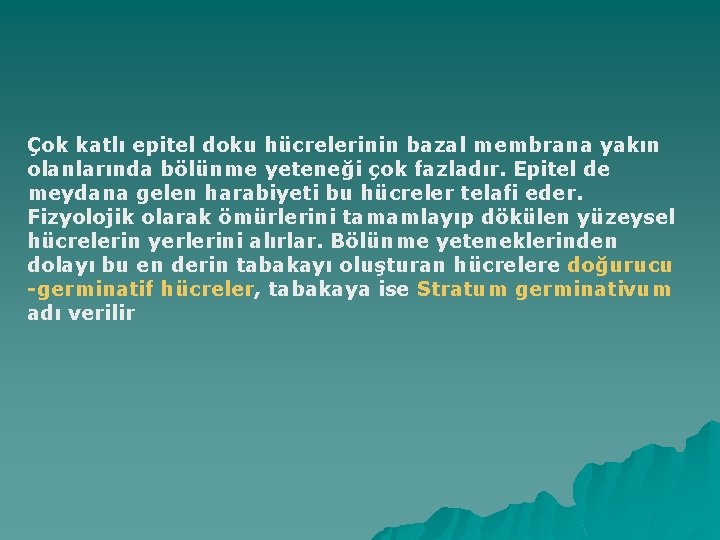 Çok katlı epitel doku hücrelerinin bazal membrana yakın olanlarında bölünme yeteneği çok fazladır. Epitel