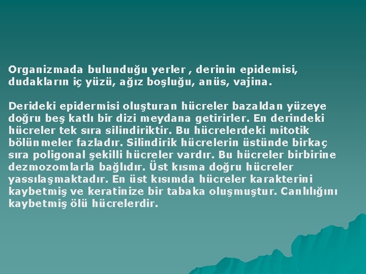 Organizmada bulunduğu yerler , derinin epidemisi, dudakların iç yüzü, ağız boşluğu, anüs, vajina. Derideki