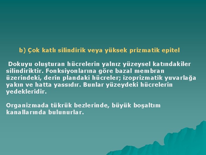 b) Çok katlı silindirik veya yüksek prizmatik epitel Dokuyu oluşturan hücrelerin yalnız yüzeysel katındakiler