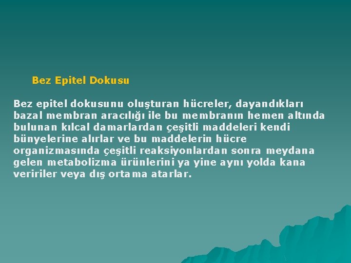 Bez Epitel Dokusu Bez epitel dokusunu oluşturan hücreler, dayandıkları bazal membran aracılığı ile bu