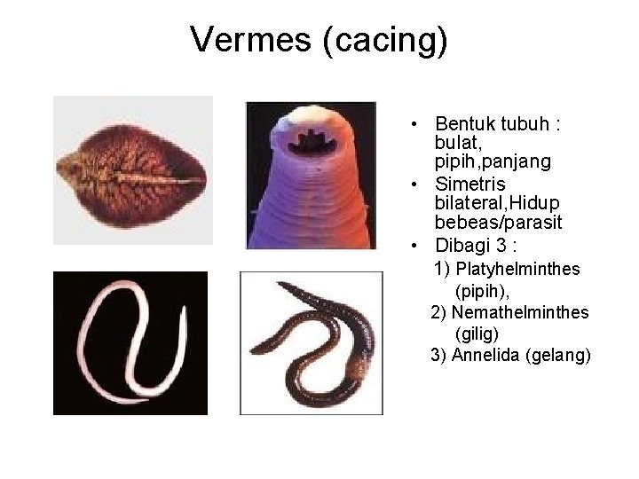 Vermes (cacing) • Bentuk tubuh : bulat, pipih, panjang • Simetris bilateral, Hidup bebeas/parasit