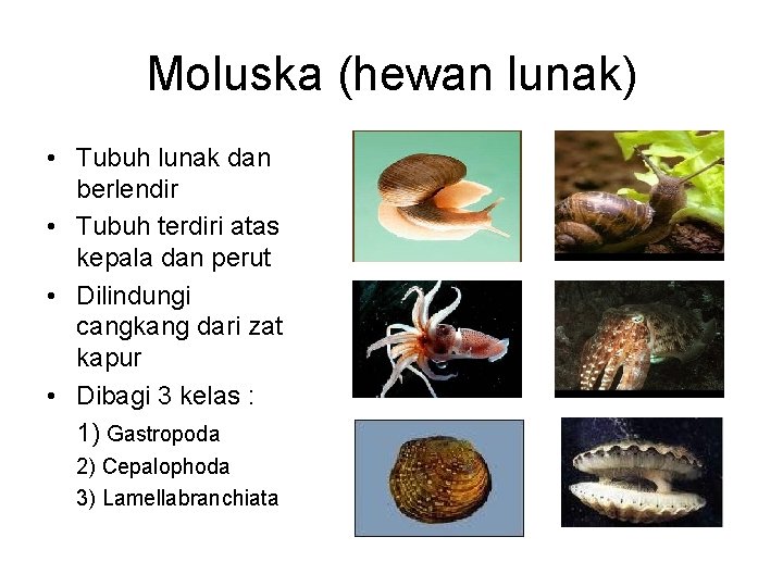 Moluska (hewan lunak) • Tubuh lunak dan berlendir • Tubuh terdiri atas kepala dan