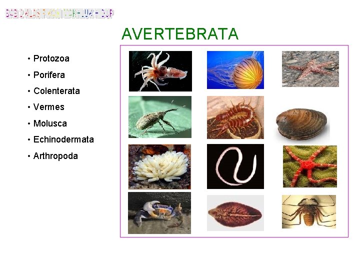 AVERTEBRATA • Protozoa • Porifera • Colenterata • Vermes • Molusca • Echinodermata •