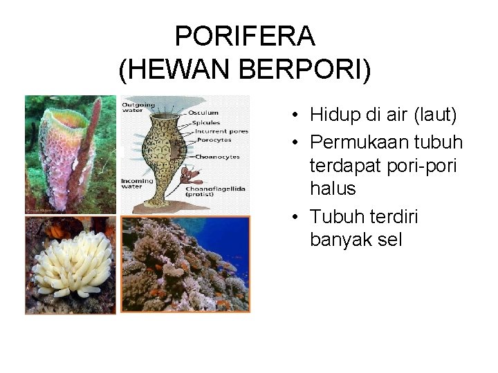 PORIFERA (HEWAN BERPORI) • Hidup di air (laut) • Permukaan tubuh terdapat pori-pori halus