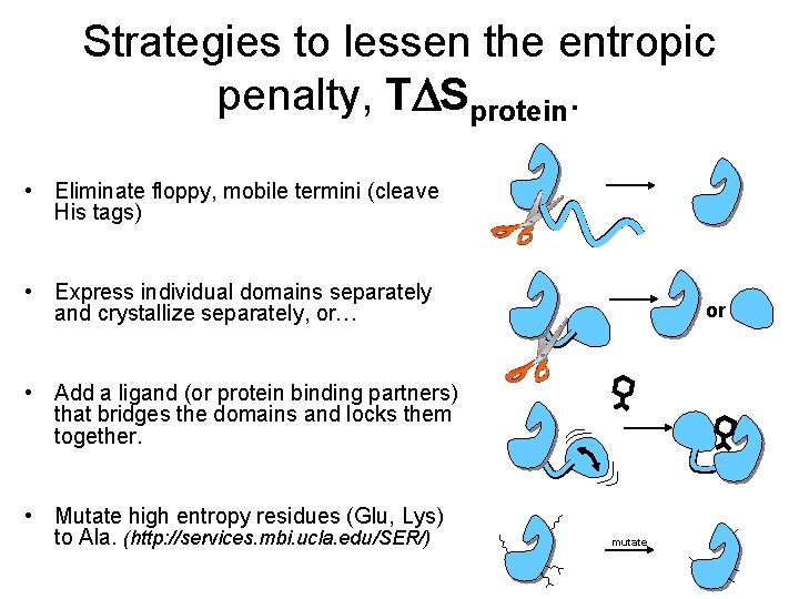 Strategies to lessen the entropic penalty, TDSprotein. • Eliminate floppy, mobile termini (cleave His