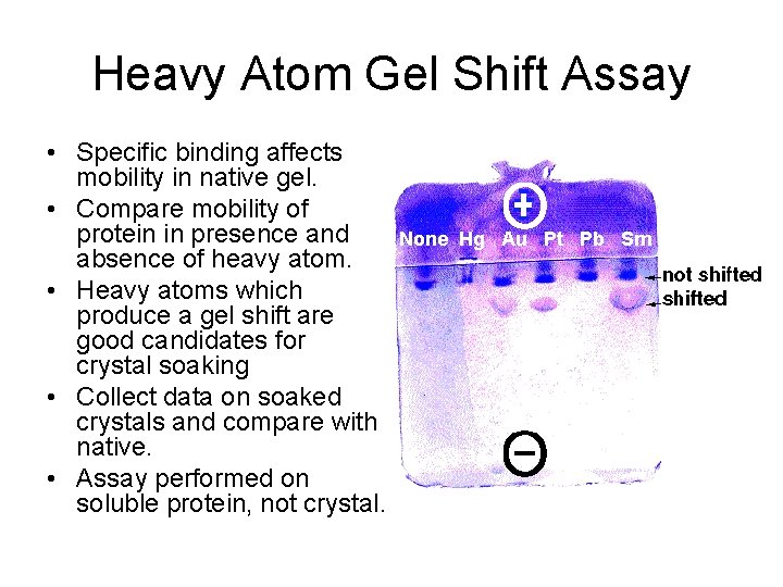 Heavy Atom Gel Shift Assay • Specific binding affects mobility in native gel. •