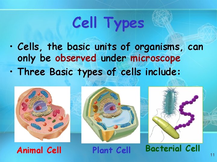 Cell Types • Cells, the basic units of organisms, can only be observed under