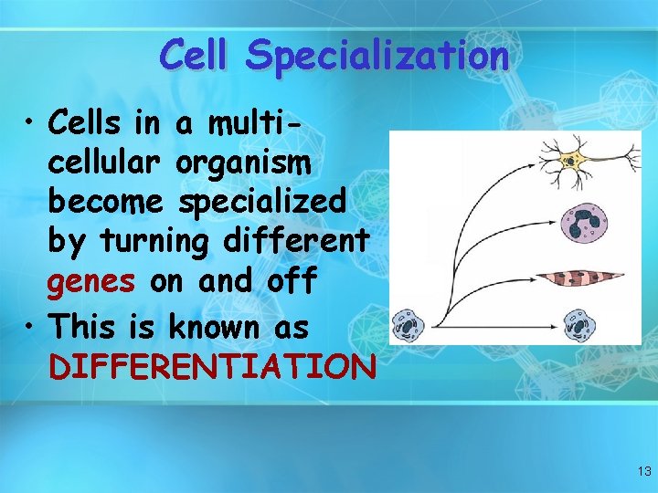 Cell Specialization • Cells in a multicellular organism become specialized by turning different genes