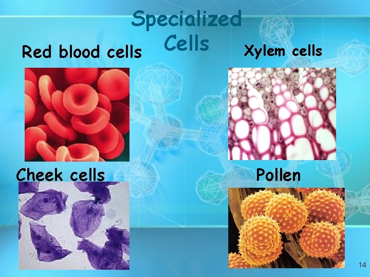 Red blood Cheek cells Specialized Xylem cells Cells cells Pollen 14 