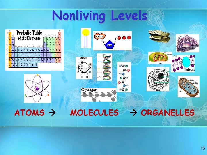 Nonliving Levels ATOMS MOLECULES ORGANELLES 15 